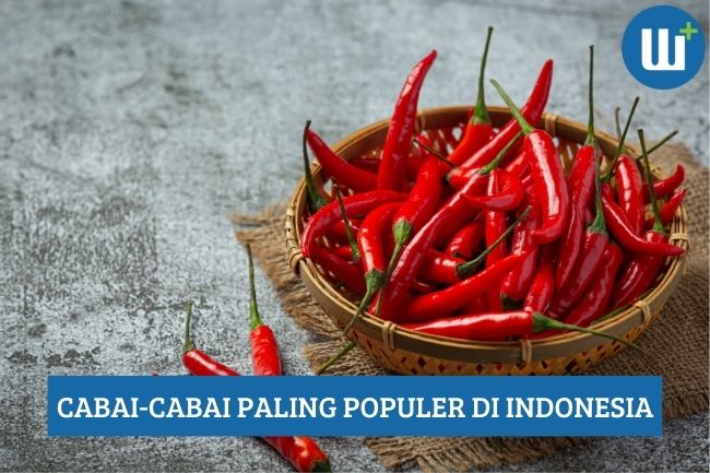 Jenis-Jenis Cabai Paling Populer di Indonesia, Apa Saja?